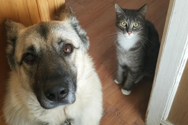 Mudança de Casa com Pets: Método para evitar estresse, fugas e ansiedade de separação.