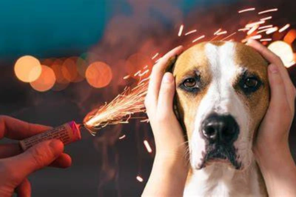 Fobia Sonora: O Guia Definitivo de Proteção e Bem-Estar Animal (Visão Biológica)
