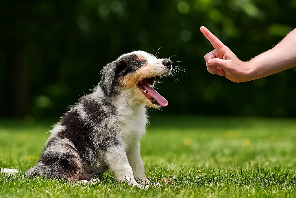 O Guia Definitivo: Socialização de Filhotes (3 a 16 Semanas) para um Cão Equilibrado e Sem Medos